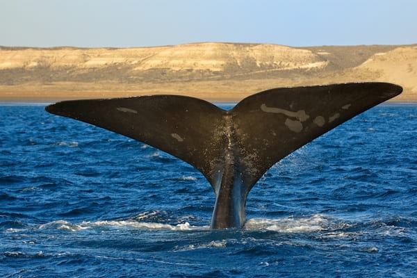 لذت دیدن نهنگ ها در آرژانتین
