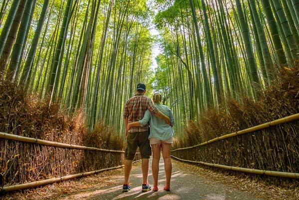 جنگل بامبو آراشیاما در کیوتو ژاپن