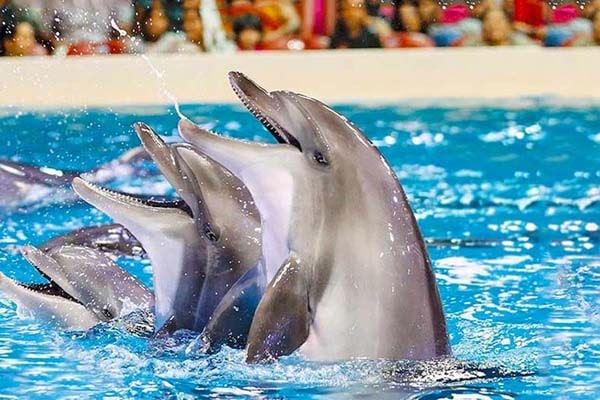پارک دلفین‌ها؛ از جاهای دیدنی کیش برای کودکان و بزرگسالان