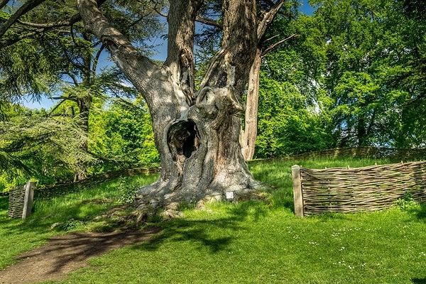 درخت هری پاتر در کاخ بلینهایم