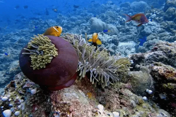 HP Reef  برای مرجان‌ها و غارها