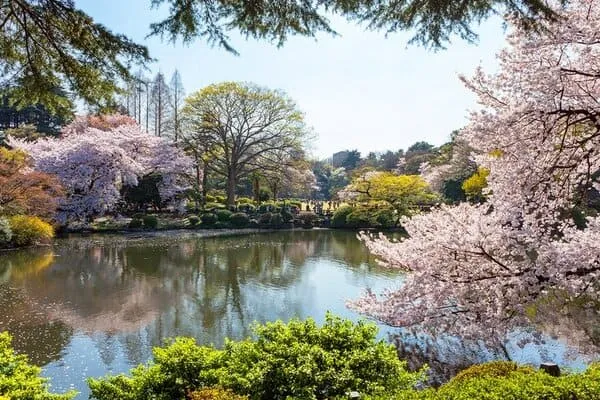 باغ ملی شینجوکو گیون در توکیو