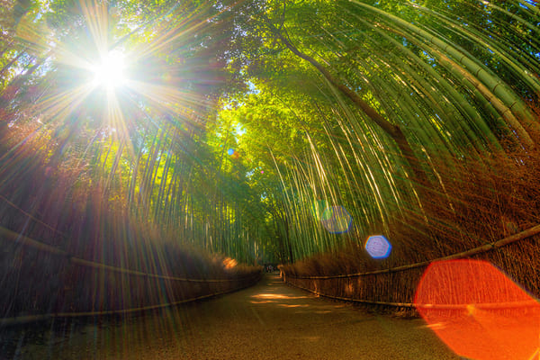 معرفی جنگل های بامبو ژاپن