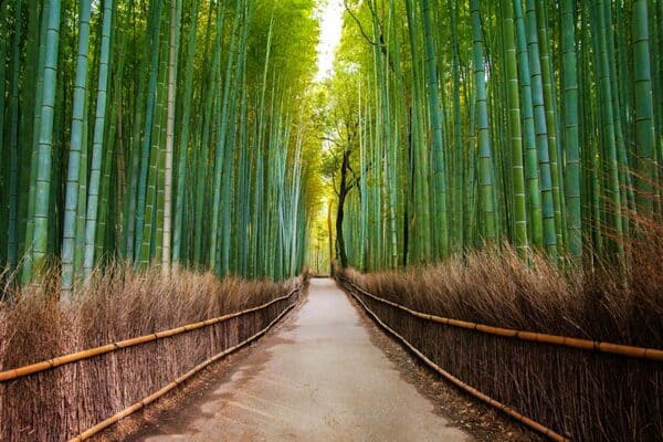 جنگل بامبو ژاپن کجاست؟