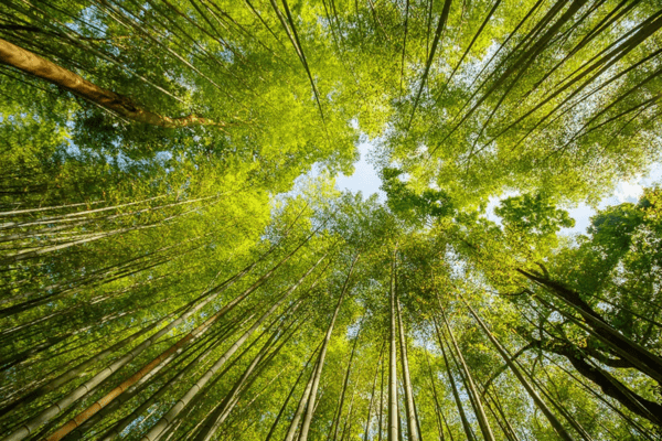 جنگل های بامبو ژاپن چطور به وجود آمدند؟