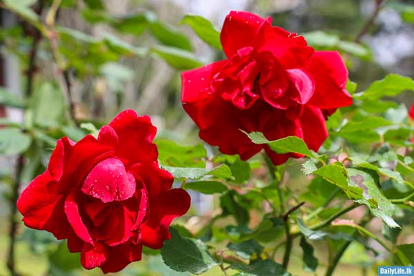 باغ رز (Rose Garden)