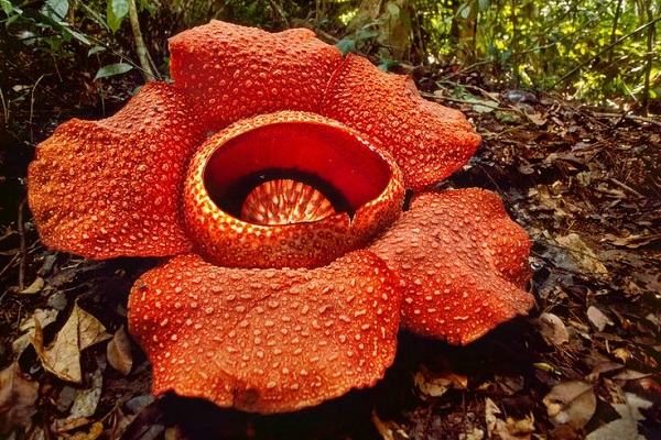 جاهای دیدنی مالزی