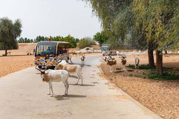 پارک سافاری دبی
