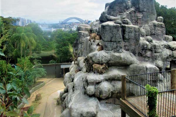 باغ وحش تارونگا سیدنی