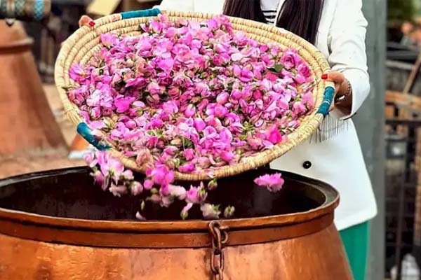 گلاب‌گیری در کاشان