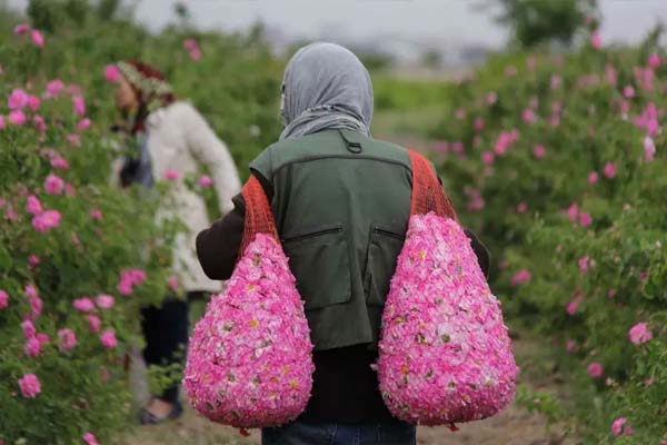 گلاب‌گیری در کاشان